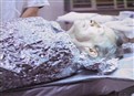 play video on Hulu