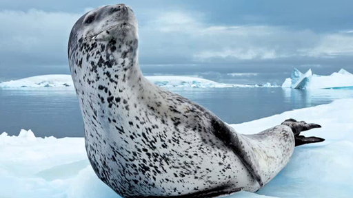 Face-Off With A Deadly Predator Video