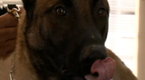 02x14 Canine Encounter Screenshot