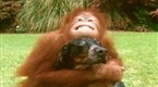 Wild: The Orangutan and the Hound