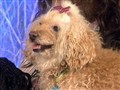 NBC TODAY Show - &rsquo;Bow-to-wow&rsquo; Pups&sbquo;  Owners Return to TODAY