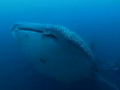 Just One Frame: Whale Shark Video