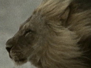 Lion Portrait