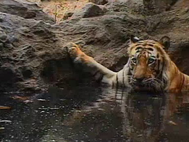 Tiger Eye: Up Close and Personal Video