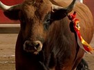 American Bullfighter