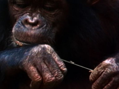 Apes With Tools