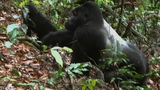 Gorilla Rescue Video