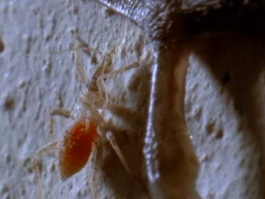 Assassin Bug vs. Bat Video