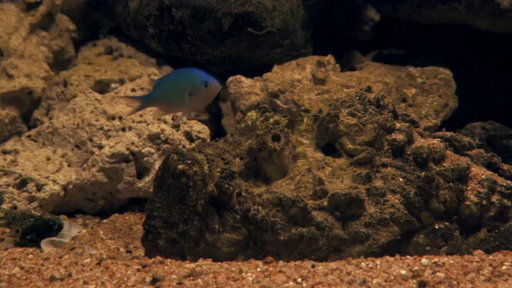 World's Best-Disguised Predator Fish?