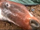 Horse Rescue in Colorado