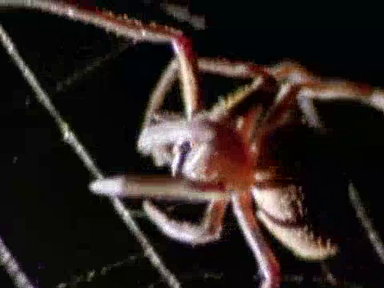 Spider Kills Bat