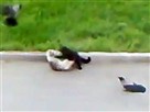 Mee-wow! Crows Cheer On Cat Brawl