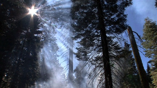 Giant Sequoias Need Fire