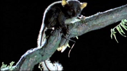Owlet vs. Hawk Moth Video