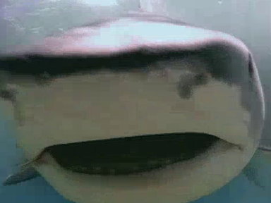 Dugongs vs. Tiger Sharks Video