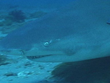 Lemon Sharks