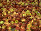 Food: Enjoy Your Meal | Season 7 Episode 1 | The First Bite - a Cultural History of the Apple