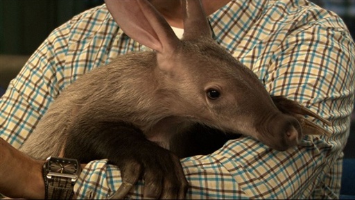 Jeff Musial's Animals, Part 2
