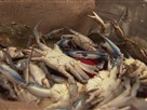 The Chefs Get Crabs