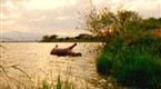 Wild: Mysterious Hippo Deaths