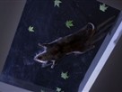 The Possum Is Back