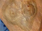 Man Sees Image of 'E.T.' in Tree