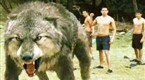 TV Guide Specials: New Moon: Special Effects &amp; Stunts