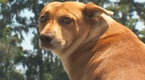 01x01 Swamp Logging Dog Screenshot