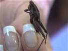 Yummy Grasshoppers