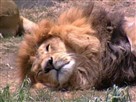 Elmo's World: Wild Animals