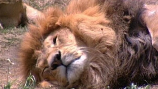 world wild animals pictures