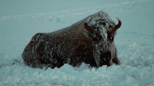 Ken Burns' The National Parks : America's Best Idea : The Last Refuge (1890-1915)