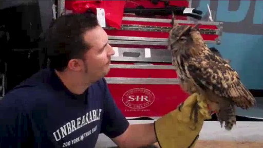 Animal Interviews: Eurasian Eagle Owl Video