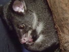Australia Wild | Season 1 Episode 6 | Hello Possums