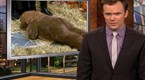 The Soup: Ewoks Gone Wild