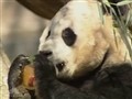NBC Nightly News with Brian Williams - Panda-Monium: Cub Heads Home To China
