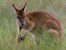 Australia Wild | Season 1 Episode 16 | Year of the Gagadju