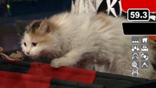 Kitten Warrior