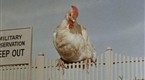 I Dream of Jeannie: Please Don't Feed The Astronauts (season 3, episode 20)