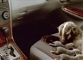 Toyota: Living the Dream with Badgers picture