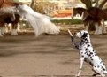 Bud Light: Clydesdale Training picture