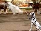 Bud Light: Clydesdale Training