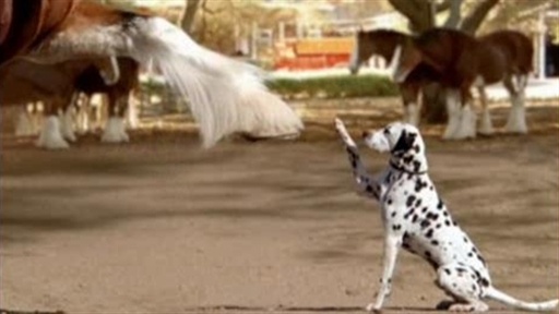 Bud Light: Clydesdale Training Video