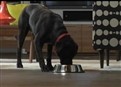 Gatorade: Man's Best Friend picture