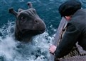 The Waterhorse picture