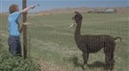 Napoleon Dynamite: Tina Eat the Food