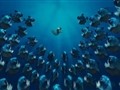 Squirrel Versus Piranha