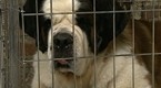 Celebrity Apprentice: Team Empresario's Pedigree Ad