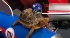 Late Night with Conan O'Brien: Super Bowl Turtle Race 3 (1/31/08)