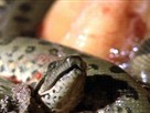 Anaconda Babies